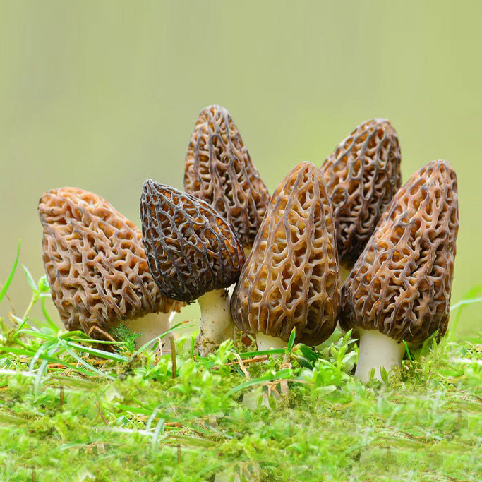 Dried Morel Mushrooms | Premium 5-7cm Selection | 100g/3.5Ounce for Only $49|200g+ Free Shipping