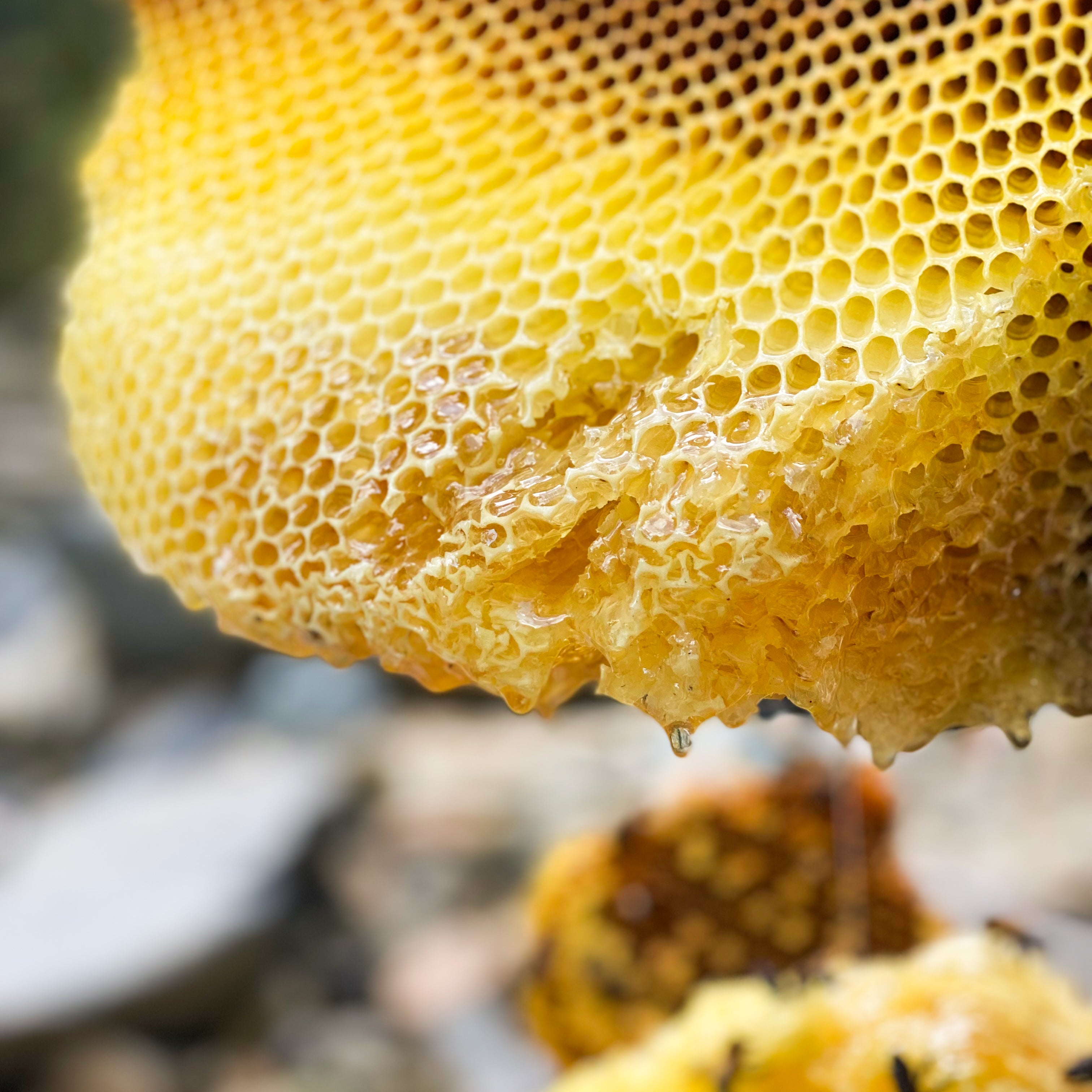 Himalayan Cliff Mad Honey – Raw Wild Cliff Honey – Himalayan Honey